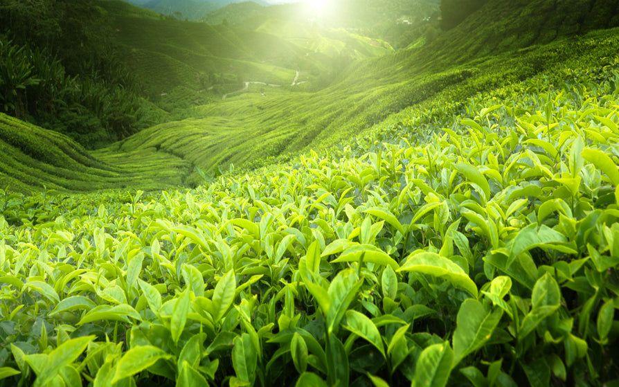 Long Jing / Dragon Well Premium Green Tea