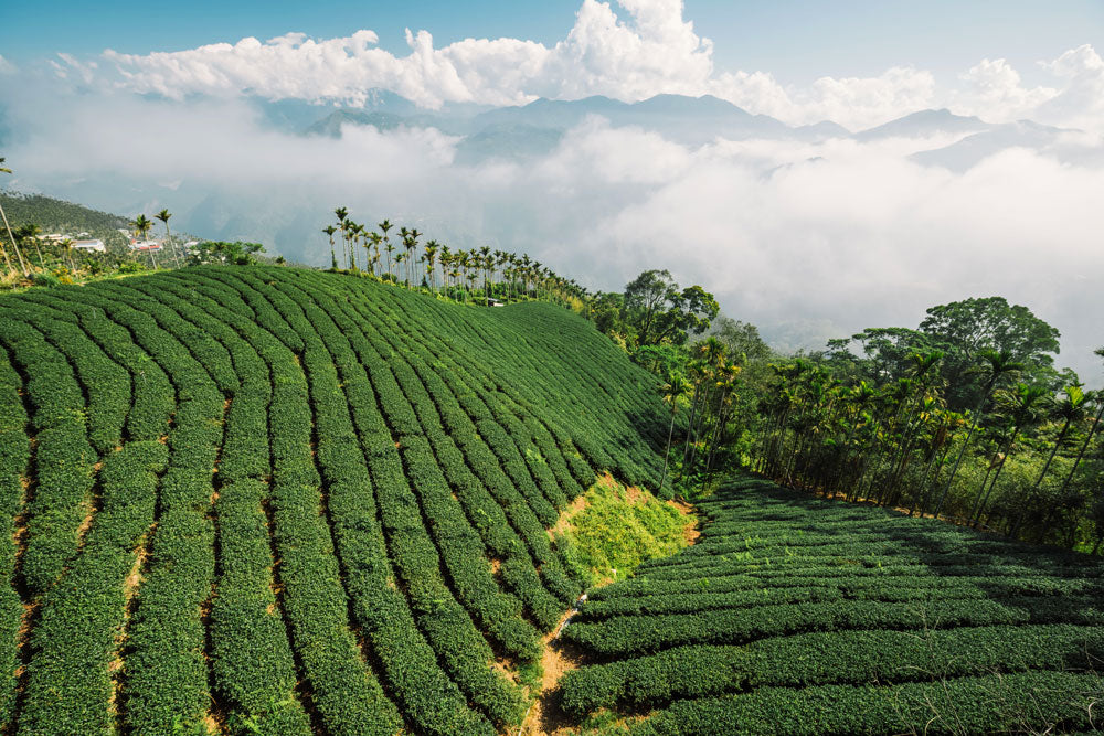 Taiwanese Oolong Tea