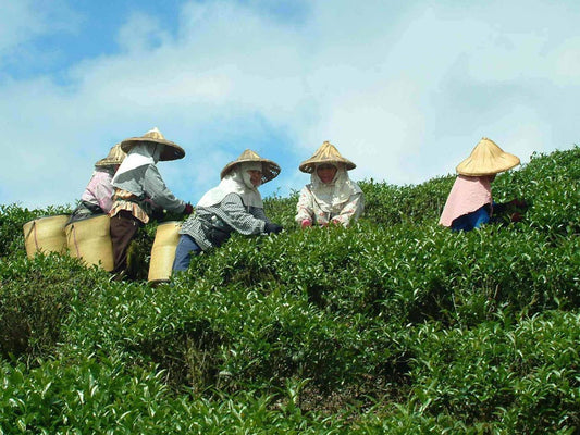 What Determines the Price of Chinese Tea?