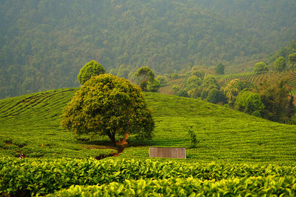 Golden Buds Premium Black Tea