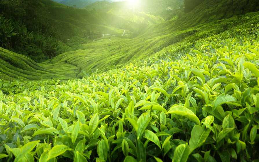 Long Jing / Dragon Well Premium Green Tea