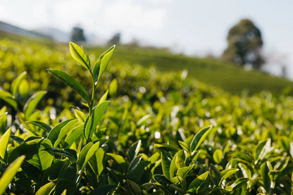 Long Jing / Dragon Well Supreme Green Tea