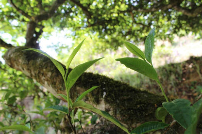 Ripe Puer Tea Supreme