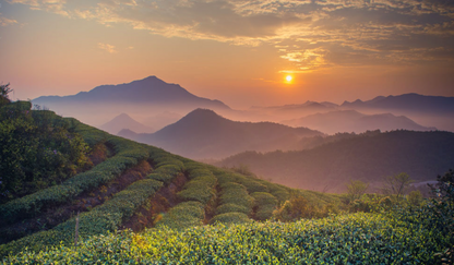 Ripe Puer Tea Premium