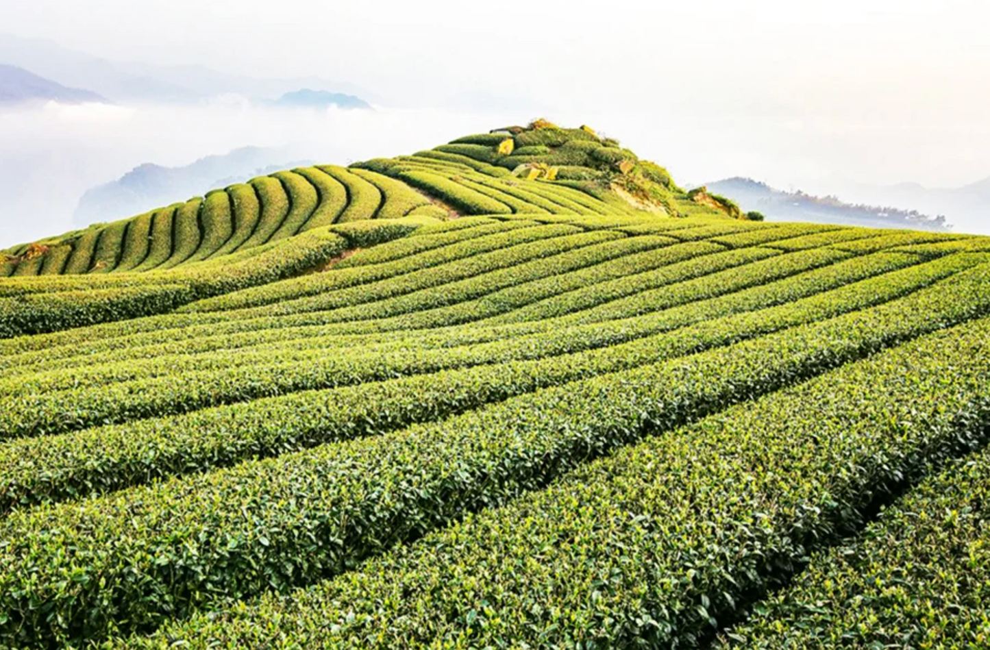 Lishan Premium Oolong Tea
