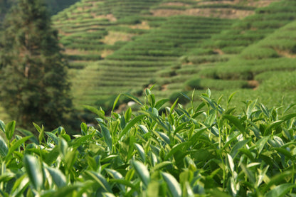 Golden Snail Black Tea