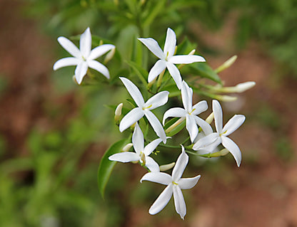 Jasmine Black Tea