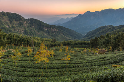 Dong Ding Premium Oolong Tea